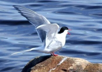 Andorinha bate recorde e voa cerca de 96 mil quilómetros