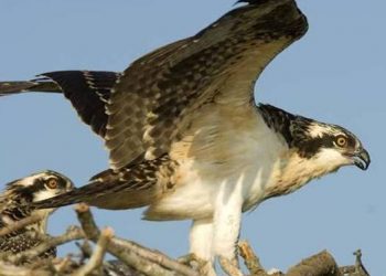 Mais de uma década depois, a águia-pesqueira voltou a nascer em Portugal