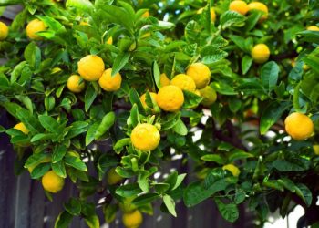 Praga que definha limões está a atacar de Caminha a Ovar