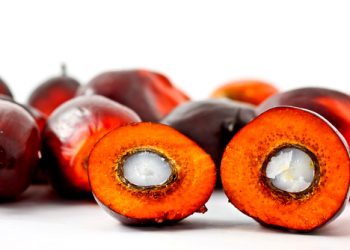 UE aumenta uso de óleo de palma como biocombustível e impulsiona o desmatamento