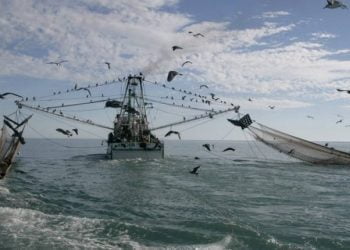 Uso de redes de arrasto proibido abaixo dos 800 metros de profundidade