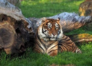 Jardim Zoológico comemora Dia Mundial do Tigre