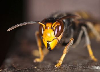 UE dá passo importante na luta contra as Espécies Exóticas Invasoras