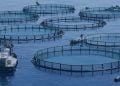 Aquacultura representa mais de metade do pescado para consumo