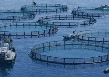 Aquacultura representa mais de metade do pescado para consumo
