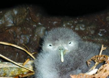 Ninho de cagarras nas Berlengas ao vivo