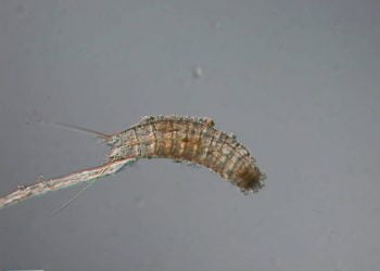 Há novos dragões do lodo no Algarve e isso é um bom sinal