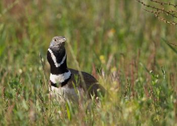 7º Festival de Observação de Aves & Atividades de Natureza realiza-se em setembro
