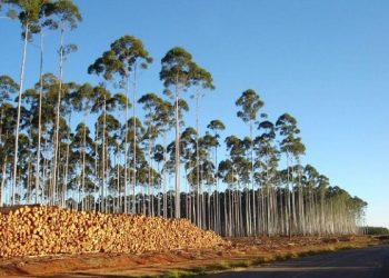 Central térmica a biomassa concluída em 2017