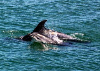 TROIA NATURA promove campanha “Proteger os Golfinhos”