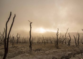 Quercus faz apelo a deputados