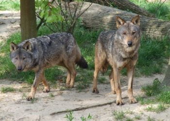 Quercus e FAPAS criticam prazo para concretizar plano de ação de proteção do lobo