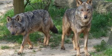 Quercus e FAPAS criticam prazo para concretizar plano de ação de proteção do lobo