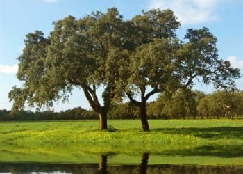 Coruche elege cortiça para potenciar desenvolvimento local