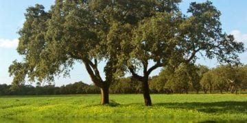 Coruche elege cortiça para potenciar desenvolvimento local