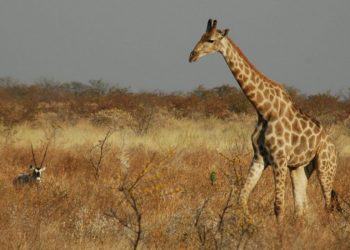 Análise genética revela a existência de quatro espécies de girafas