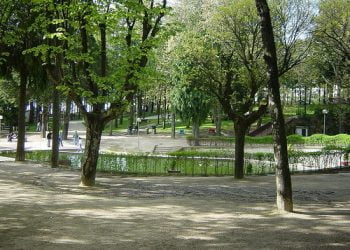 Providência quer evitar corte de mais árvores