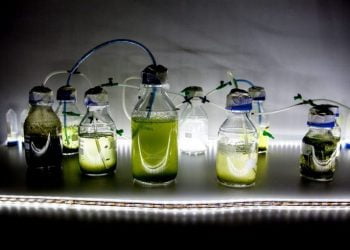 Centro Bio dá mais um prémio da Comissão Europeia a Portugal