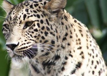 Leopardos-da-Pérsia: de Sete Rios à Rússia