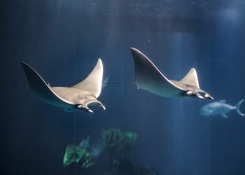Oceanário recebe cardume de mantas