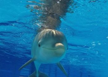 Jardim Zoológico tem uma nova cria de Golfinho