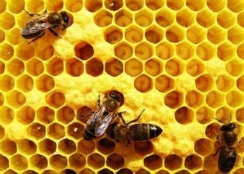 Produção de mel cai para metade