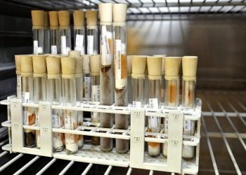 Banco de Sementes dos Açores conservou oito milhões de sementes em 13 anos