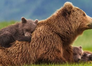 Roménia deixa de ser cotada de caça da Europa para ursos, lobos e linces