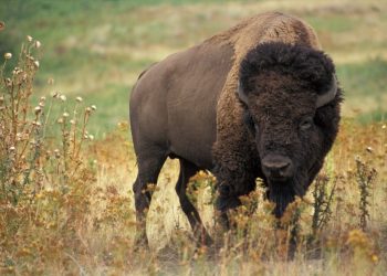 Bisonte-europeu resulta do cruzamento com outra espécie