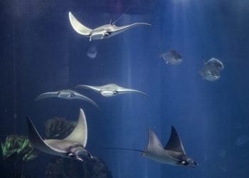 Cardume de mantas no Oceanário