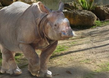 Zoo de Lisboa tem uma nova cria de rinoceronte-indiano
