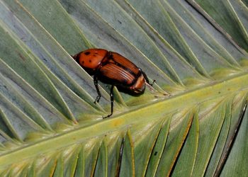 Avis organiza sessões sobre tratamento e erradicação do escaravelho das palmeiras