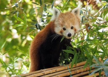 Jardim Zoológico acolhe crias de panda-vermelho