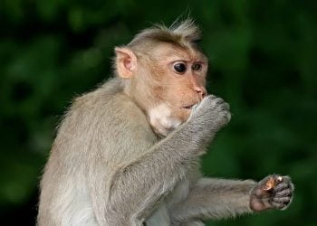 Descoberta espécie de primata que vivia há 37 milhões de anos