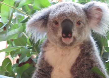 Jardim Zoológico e TAP unidos pela conservação dos Koalas