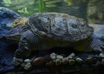 Festival dedicado às tartarugas no Sea Life Porto