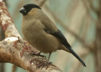 Priolo continua com estatuto de espécie ameaçada