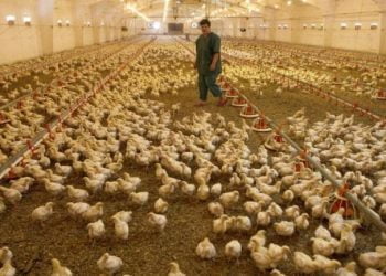 Quase 100 mil galinhas sacrificadas em Taiwan devido à gripe aviária