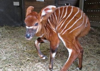 Nova cria de Bongo nasce no Jardim Zoológico