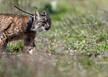 Gastos 47 mil euros em coelhos para alimentar linces