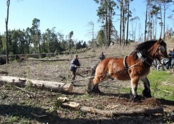 Mercedes-Benz apoia ação de reflorestação do Parque da Pena, em Sintra