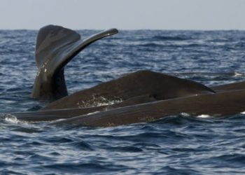 Madeira: uma ilha cercada de cetáceos por todos os lados