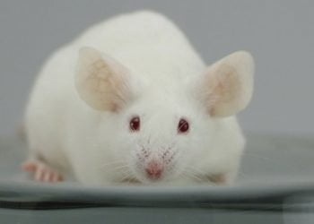 Esquerda quer menos testes com animais