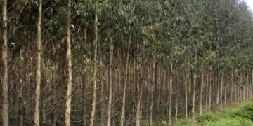 Eucalipto é o rei da floresta nacional