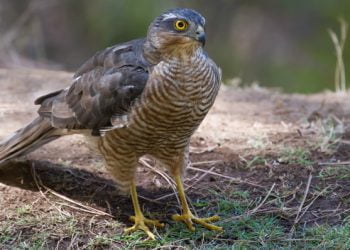 Campanha da SPEA para ajudar fura-bardos ficou aquém dos objetivos
