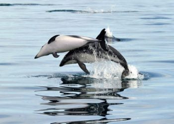 Oitenta e um golfinhos morrem na Florida, nos Estados Unidos