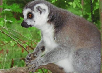 Mais de metade dos primatas do mundo em risco de extinção