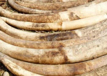 China vai proibir comércio de marfim até final de 2017