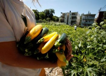 Há uma nova crise no Reino Unido: curgetes estão a desaparecer