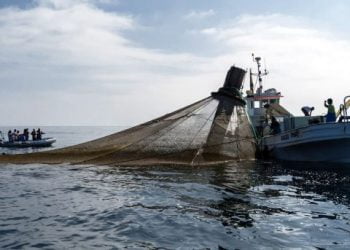 Madeira quer dominar produção de peixe em aquicultura